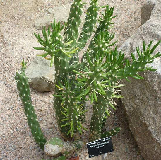 Opuntia Subulata