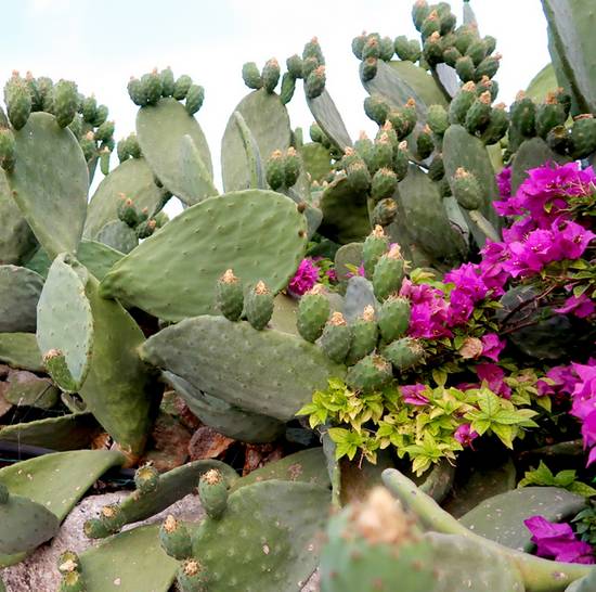 Opuntia Titania