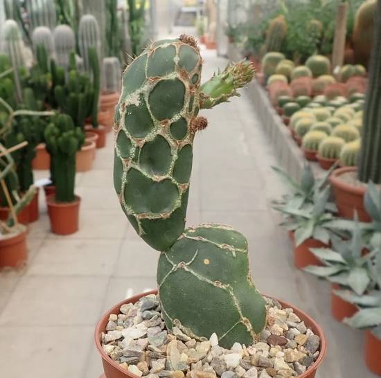 Opuntia Zebrina Reticulata