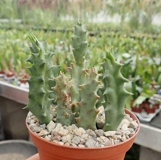 Orbea Semota