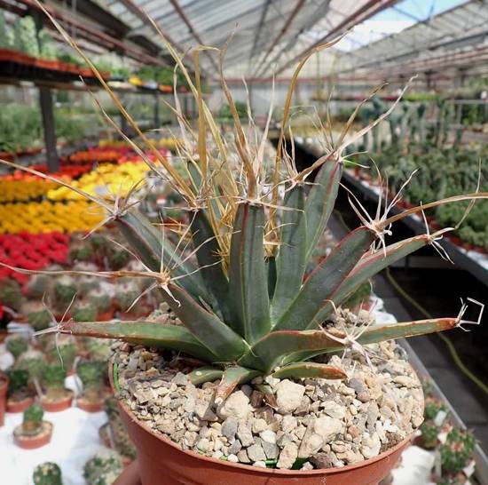 Leuchtenbergia Principis