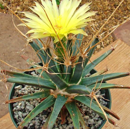Leuchtenbergia Principis