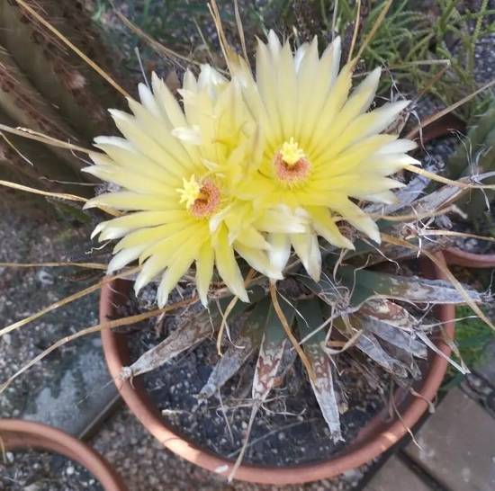 Leuchtenbergia Principis