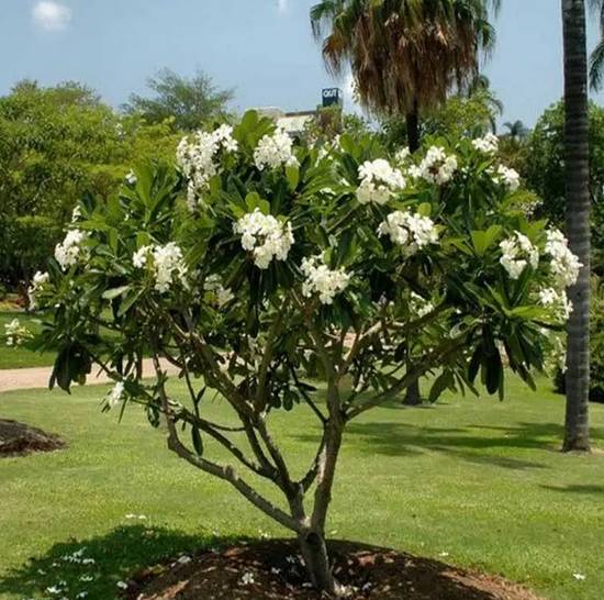Plumeria Alba