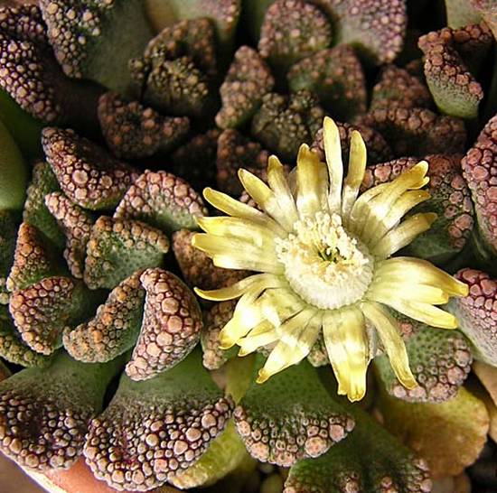 Titanopsis Calcareum