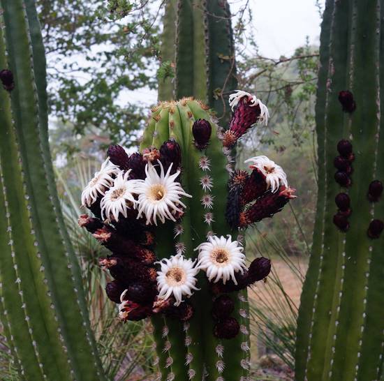 Pachycereus Pecten Aboriginum