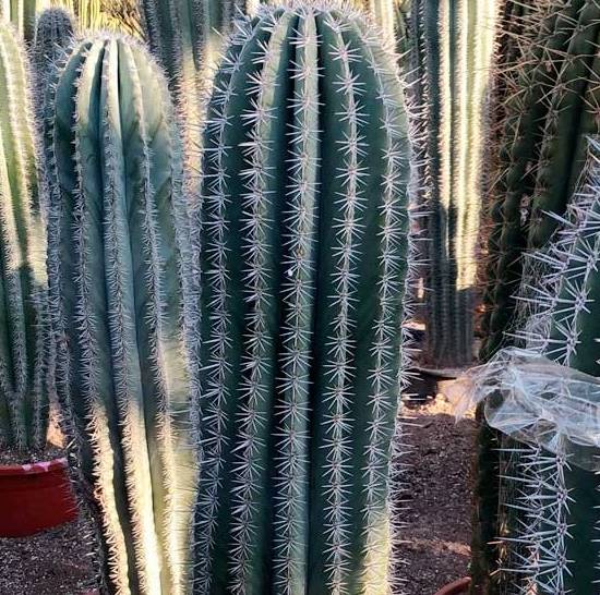 Pachycereus Pringlei