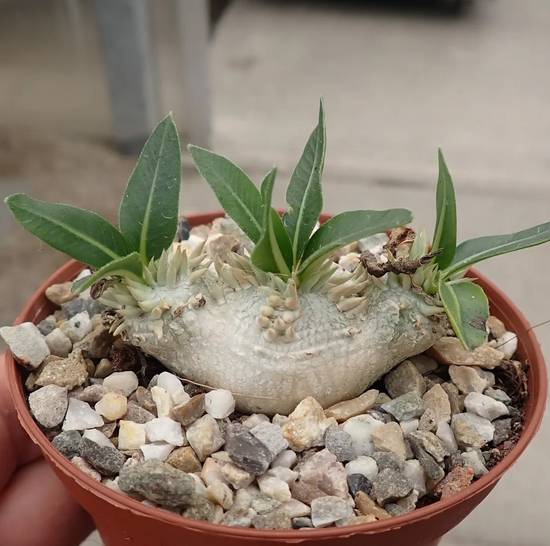 Pachypodium Brevicaule