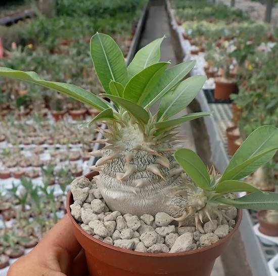 Pachypodium Eburneum