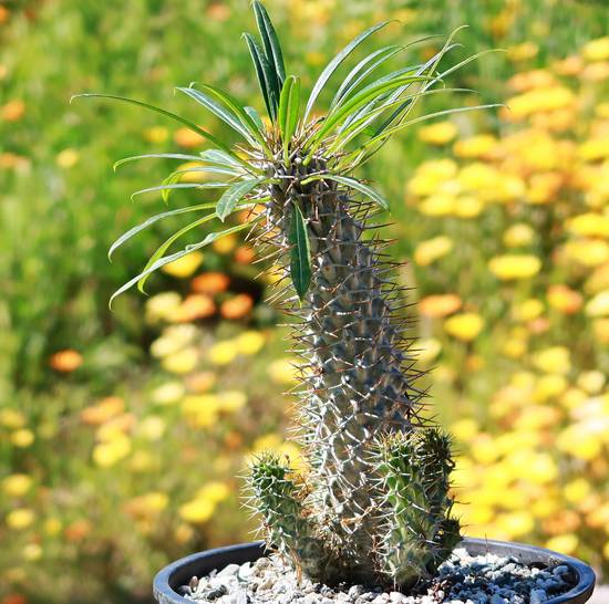 Pachypodium Lamerei