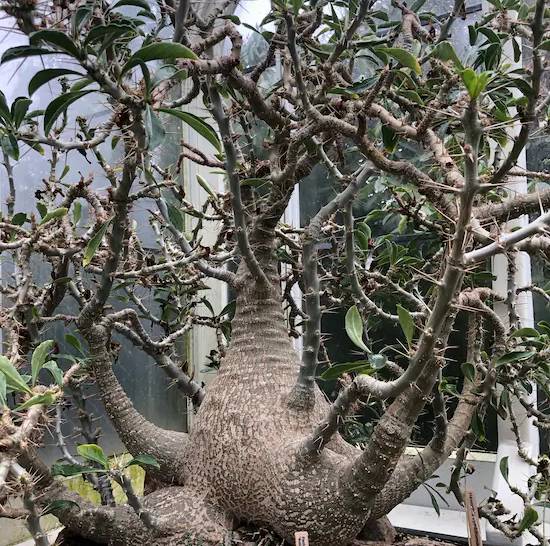 Pachypodium Saundersii
