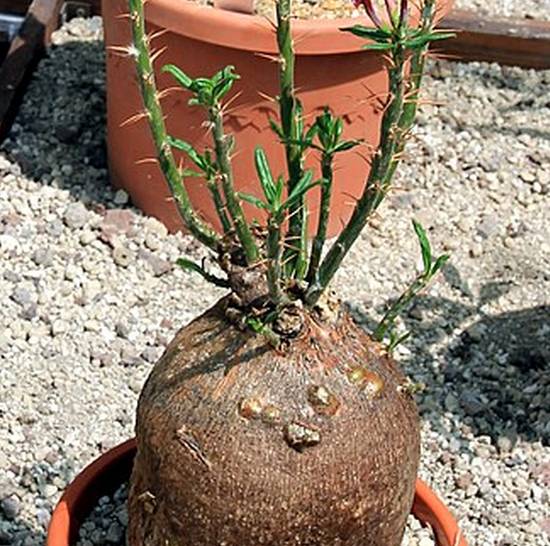 Pachypodium Succulentum