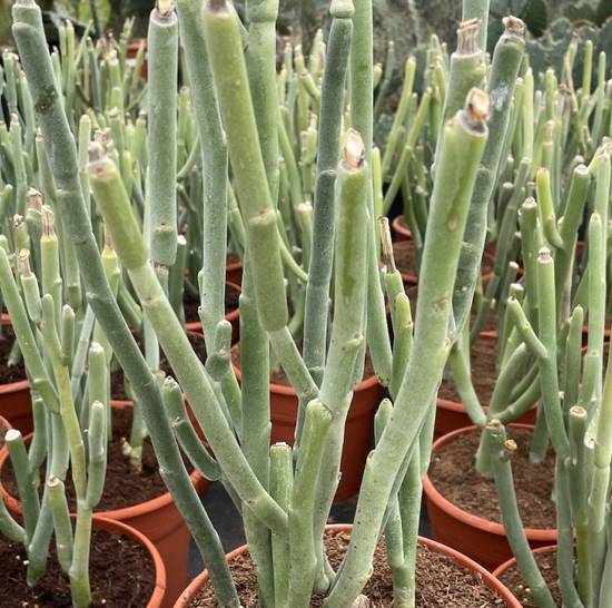 Pedilanthus Macrocarpus