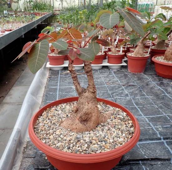 Phyllanthus Mirabilis
