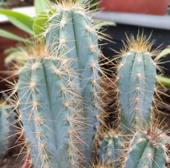Pilosocereus Azureus