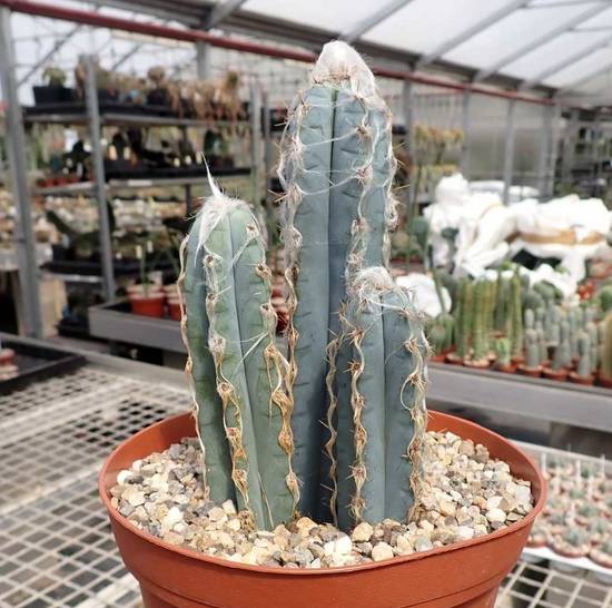 Pilosocereus Glaucescens