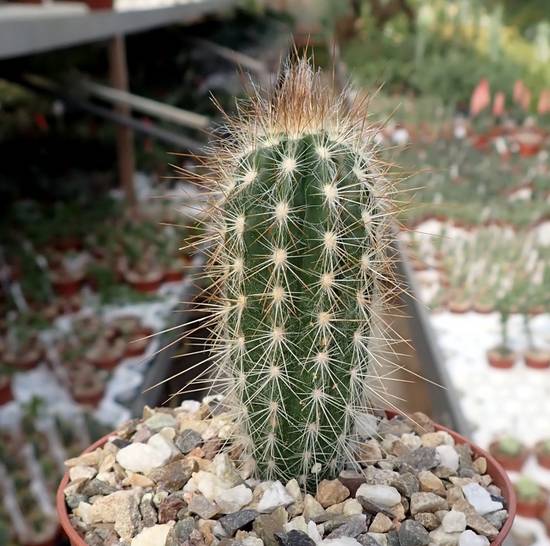 Pilosocereus Gounellei
