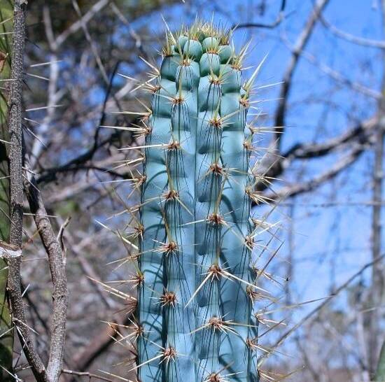 Pilosocereus Pentaedrophorus