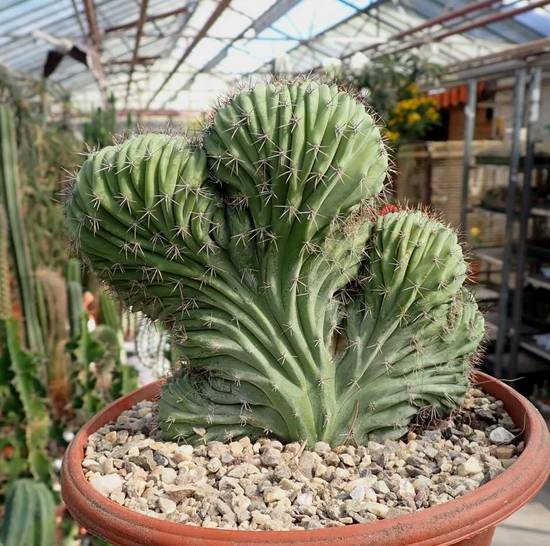 Polaskia Chichipe Cristata