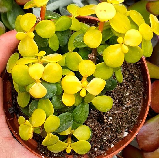 Portulacaria Afra Lemon