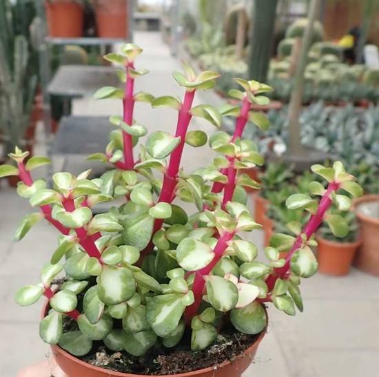 Portulacaria Afra Mediopicta