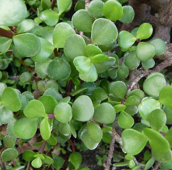 Portulacaria Afra