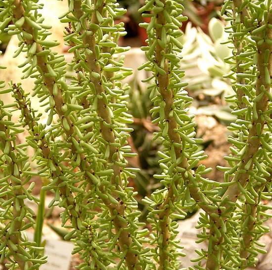 Portulacaria Namaquensis