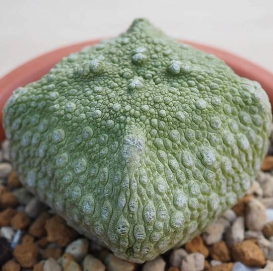 Pseudolithos Cubiformis