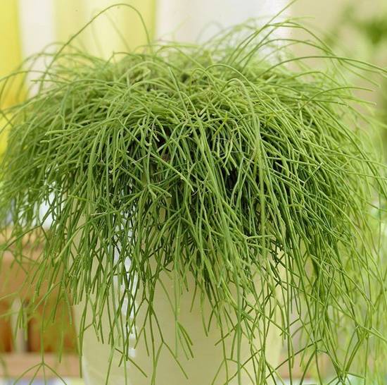 Rhipsalis Baccifera
