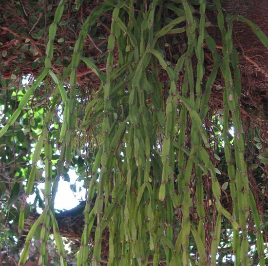 Rhipsalis Paradoxa