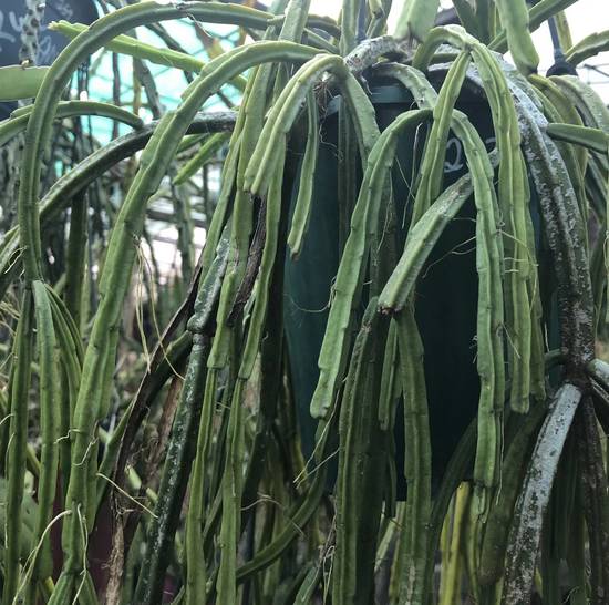 Rhipsalis Pentaptera
