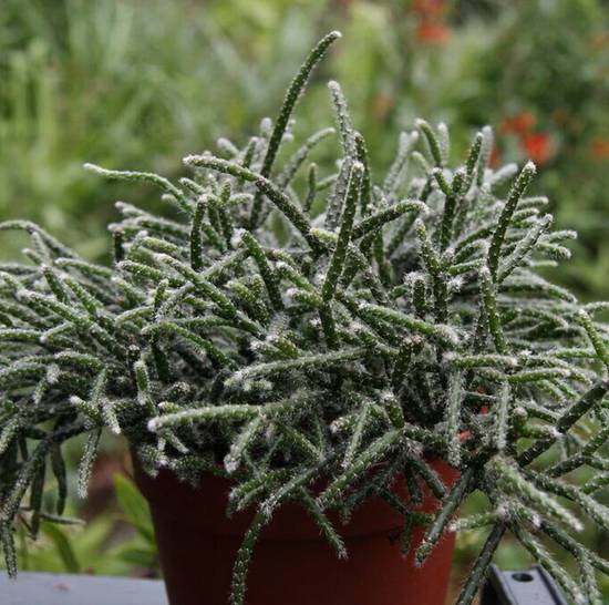 Rhipsalis Pilocarpa