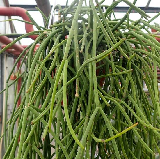 Rhipsalis Puniceodiscus