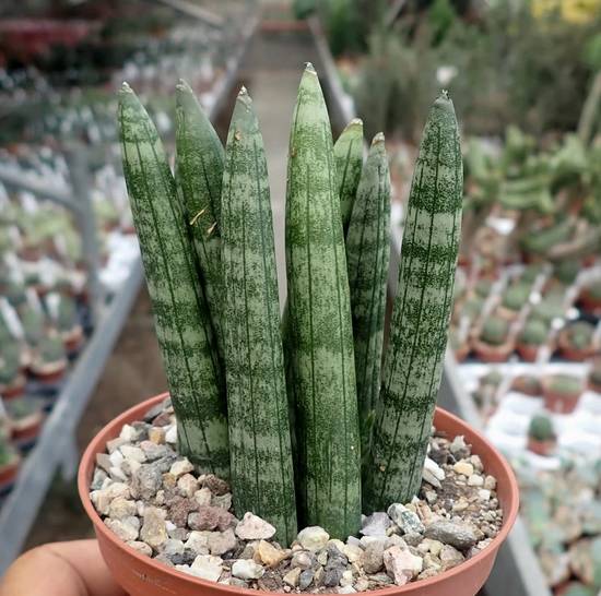 Sansevieria Cylindrica