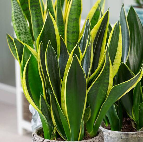 Sansevieria