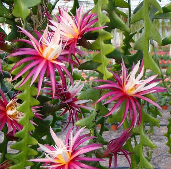 Selenicereus Anthonianus