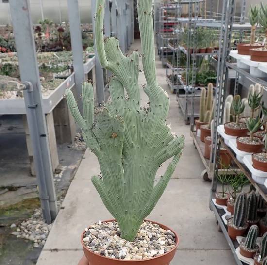 Senecio Anteuphorbium Cristata