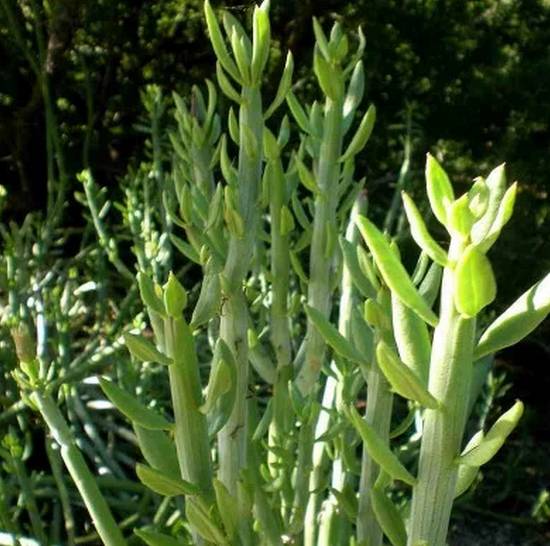 Senecio Anteuphorbium