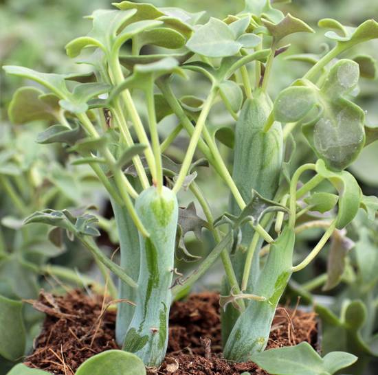 Senecio Articulatus