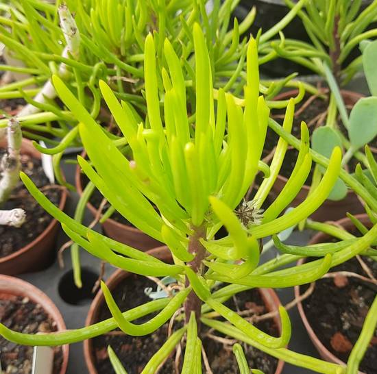 Senecio Barbertonicus
