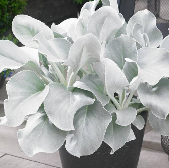 Senecio Candicans Angel Wings