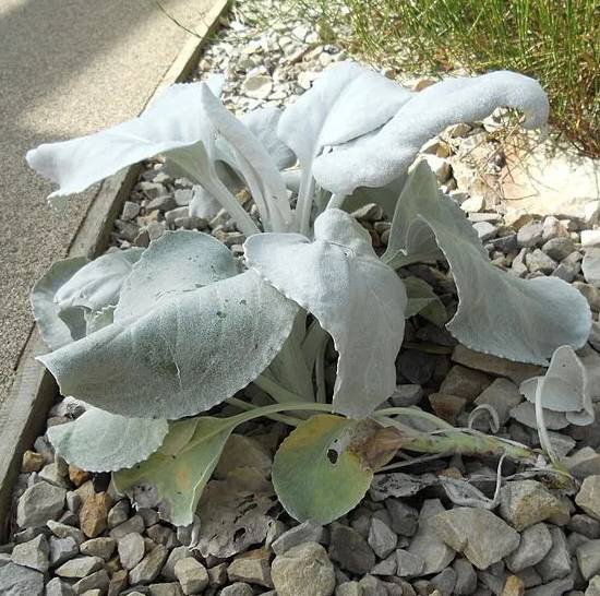 Senecio Candicans