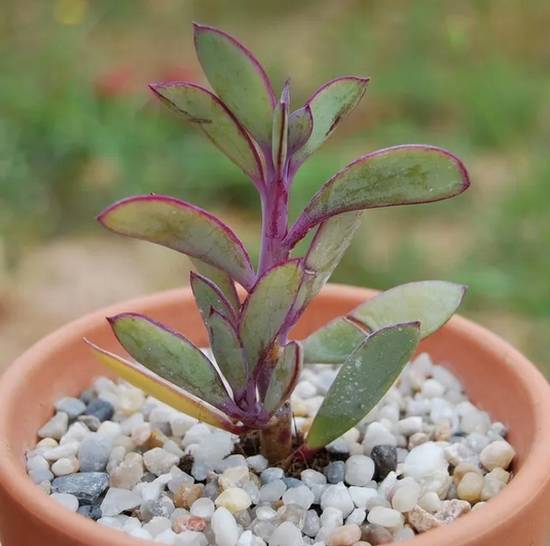 Senecio Crassissimus