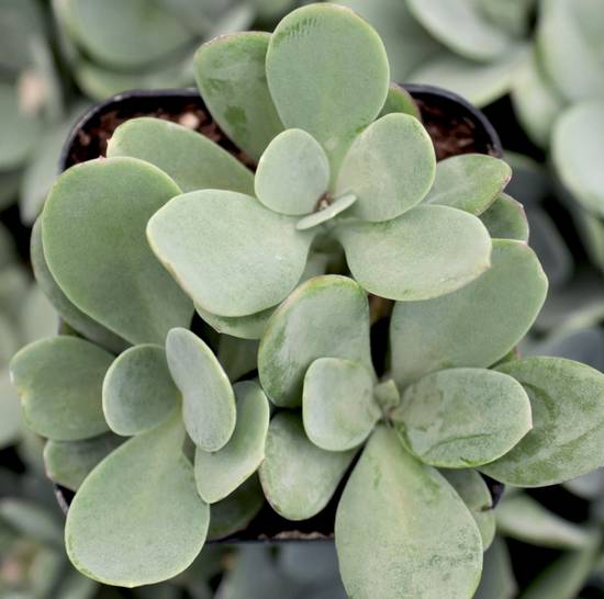 Senecio Fulgens