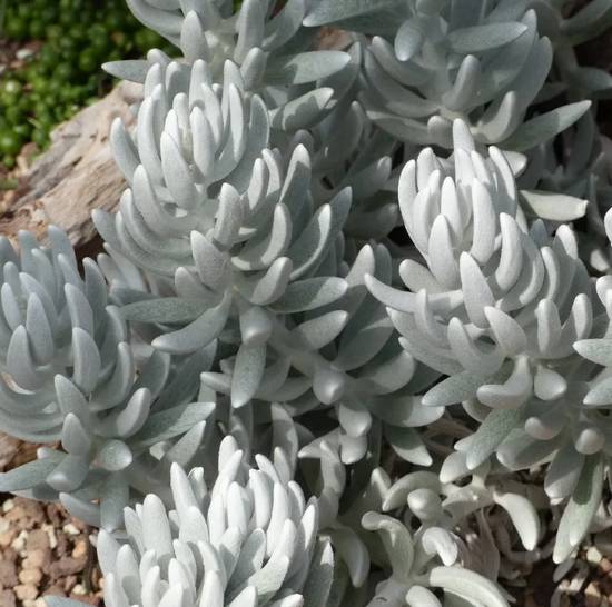 Senecio Haworthii