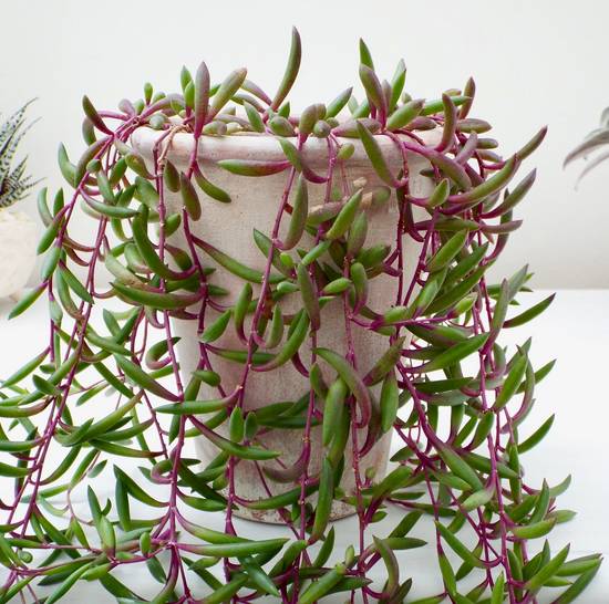 Senecio Herreianus Purple Flush