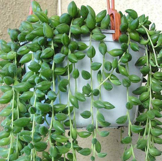 Senecio Herreianus