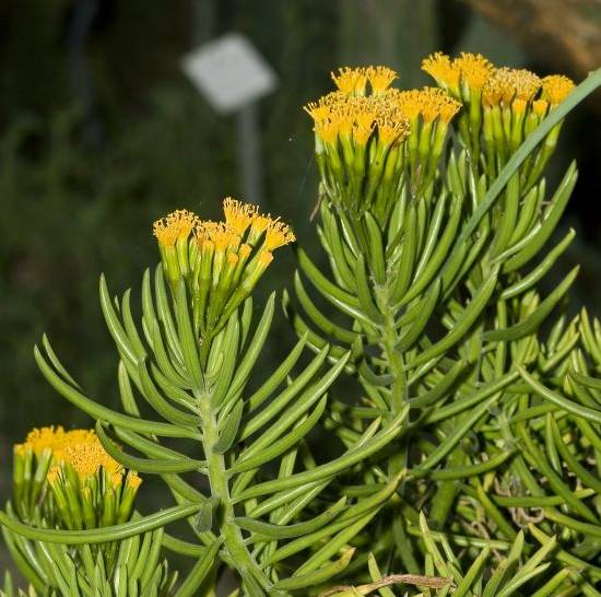Senecio Himalaya