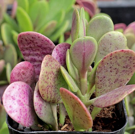 Senecio Jacobsenii