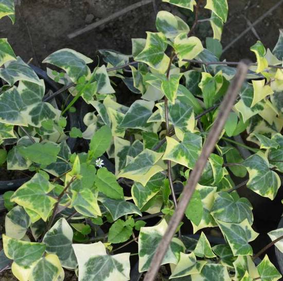 Senecio Macroglossus